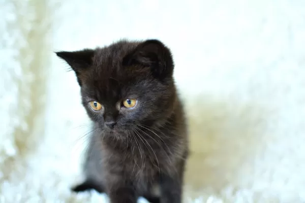 Göz Alıcı Koyu Kahve Rengi İle British Shorthair