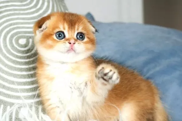 Buyuleyici Guzelligi Ile Golden Scottish Fold