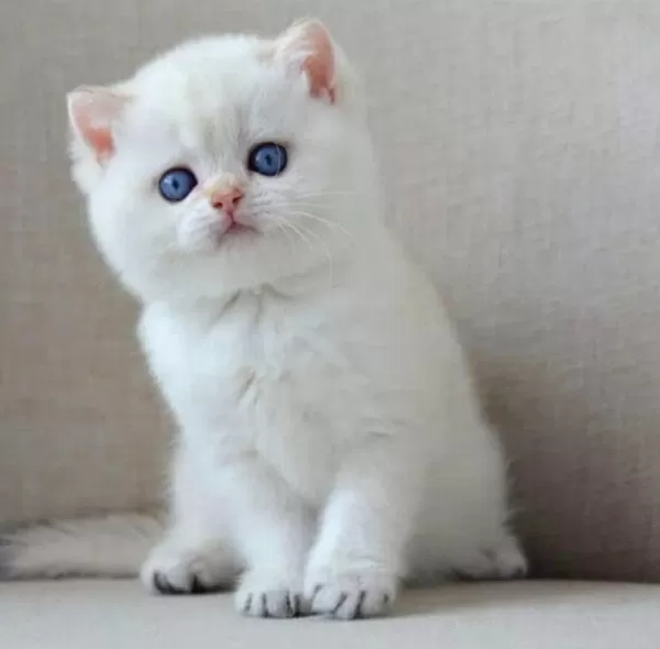 En Sakin Yavrularımızdan Ns1133 British Shorthair