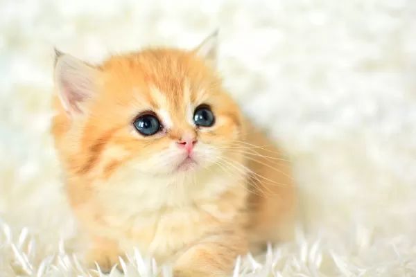 Golden Rengi En Güzel Tonu Ny11 British Shorthair