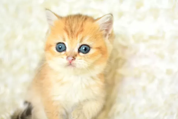 Şampiyon Soyundan Ny 11 Golden British Shorthair