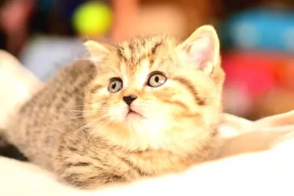 En Kaliteli Black Golden Ny24 British Shorthair