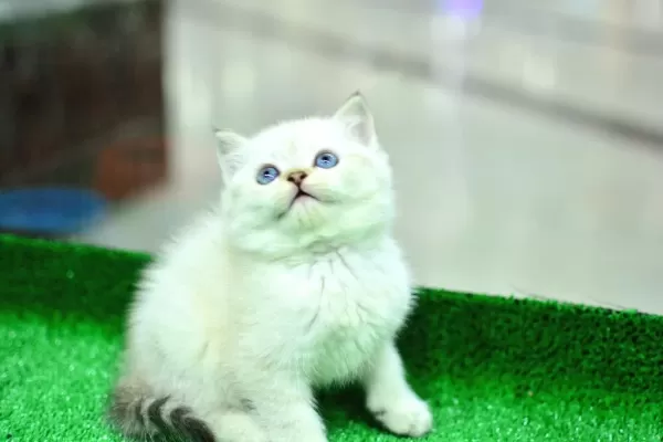 Mas Mavi Gozlu Ny1133 British Shorthair