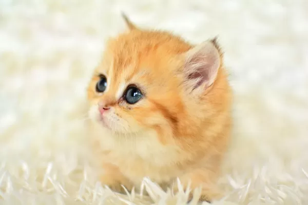 Golden Rengi En Güzel Tonu Ny11 British Shorthair