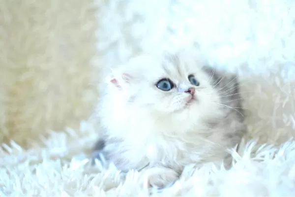 Ns11 Scottish Fold Longhair