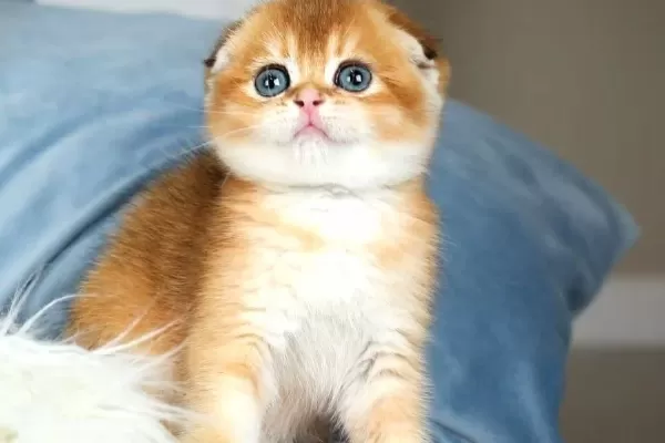 Buyuleyici Guzelligi Ile Golden Scottish Fold