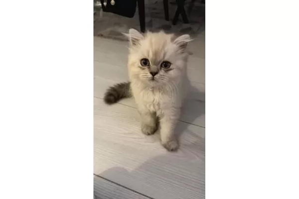 3 Aylık British Longhair Cins Yavrular – Ev Ortamında