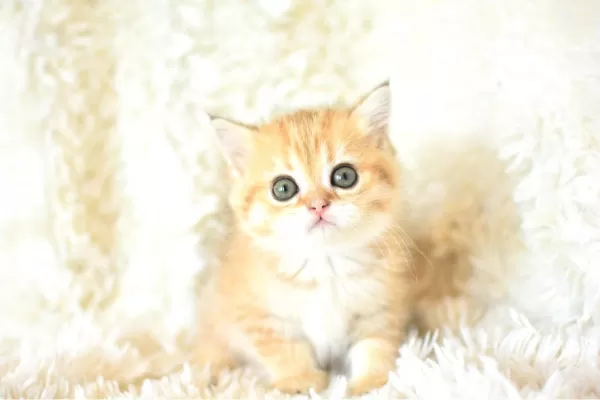 Şampiyon Soyundan Golden Ny11 British Shorthair
