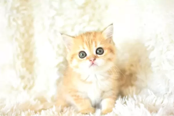 Sampiyon Soyundan Golden Ny11 British Shorthair
