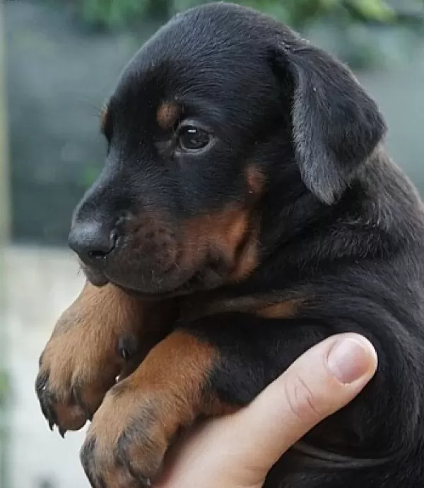 Satılık King Doberman Yavruları
