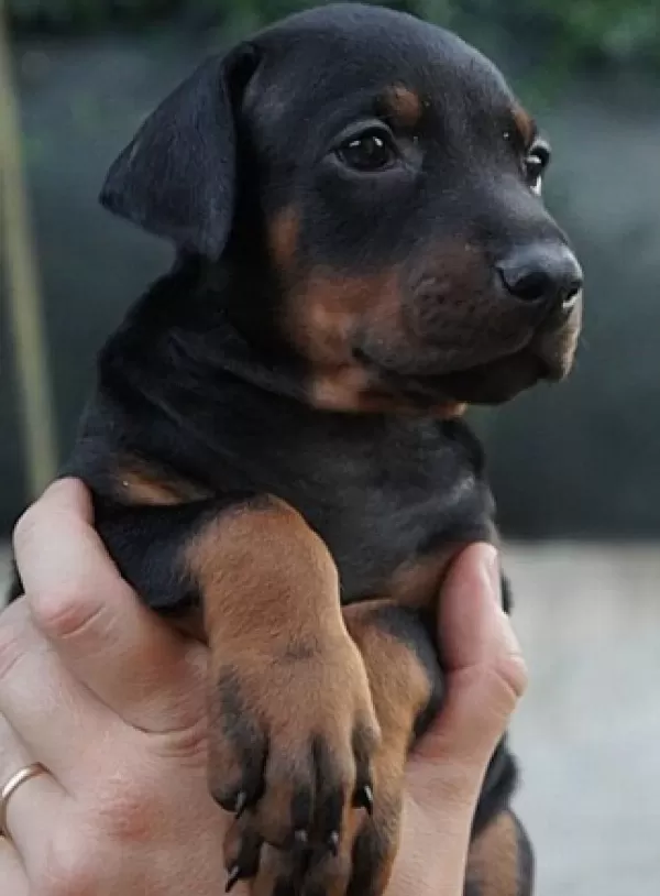 Satılık King Doberman Yavruları