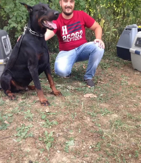 Satılık King Doberman Yavruları