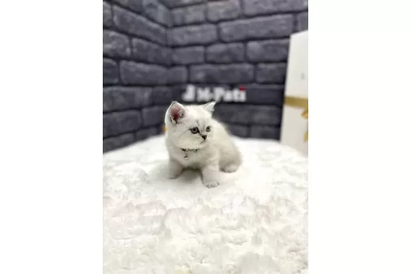 SHOW CLASS BRİTİSH SHORTHAİR