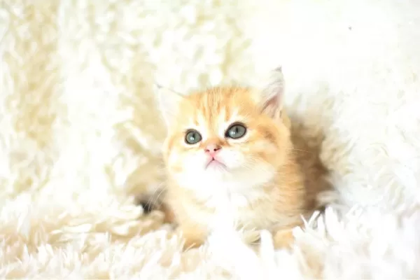 Şampiyon Soyundan Golden Ny11 British Shorthair