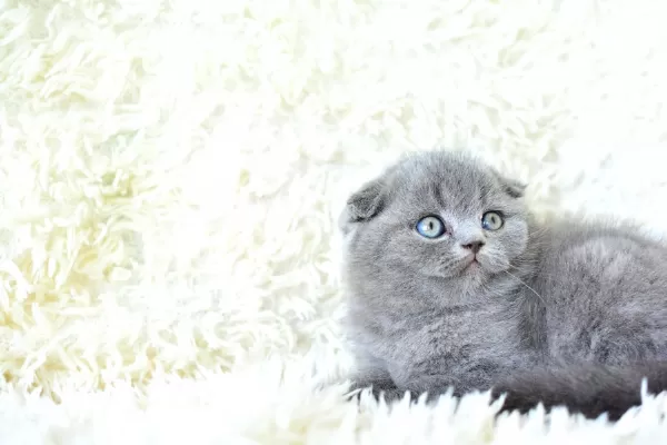 Muhteşem Top Kafa Gri Scottish Fold Yavrumuz