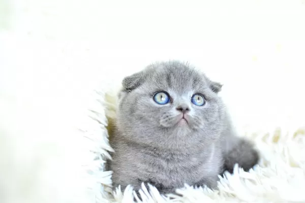 Pofuduk Silver Scottish Fold