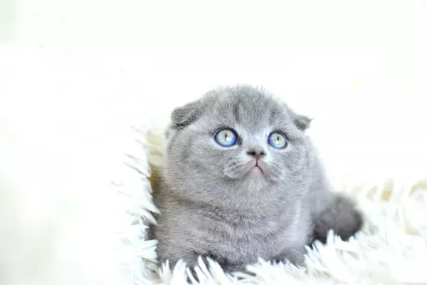Muhteşem Top Kafa Gri Scottish Fold