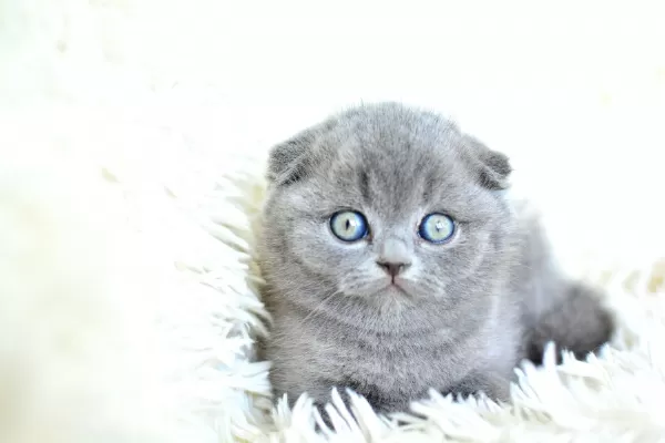 Muhteşem Top Kafa Gri Scottish Fold Yavrumuz