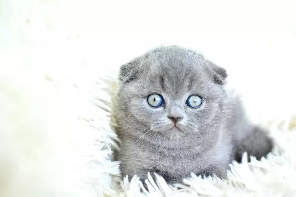 Muhteşem Top Kafa Gri Scottish Fold
