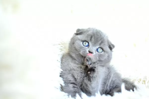 Muhteşem Top Kafa Gri Scottish Fold Yavrumuz