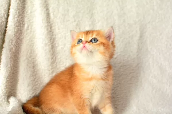 Şampiyon Soyundan Ny11 Golden British Shorthair