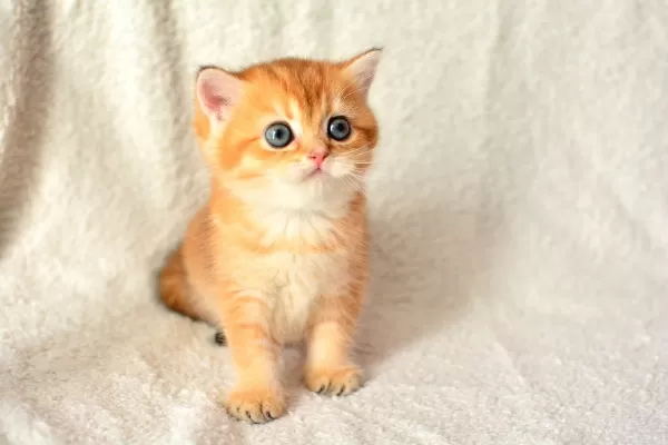 Şampiyon Soyundan Ny11 Golden British Shorthair
