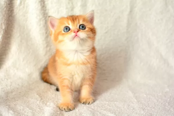 Şampiyon Soyundan Ny11 Golden British Shorthair