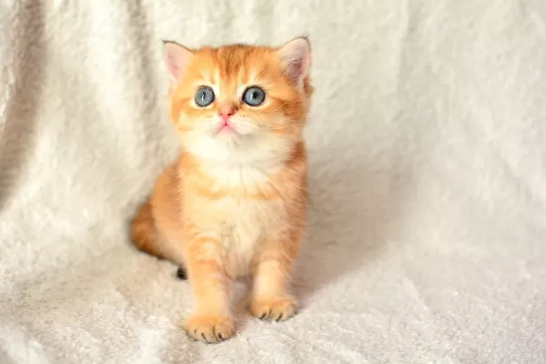 Şampiyon Soyundan Ny11 Golden British Shorthair