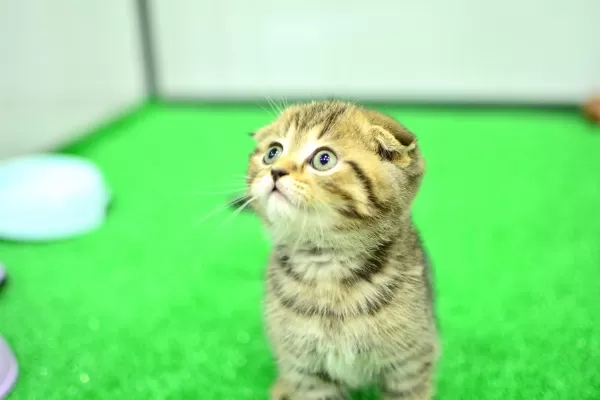 Top Kafa Ny24 Golden Scottish Fold