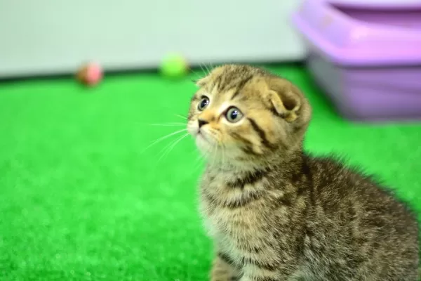 Top Kafa Ny24 Golden Scottish Fold