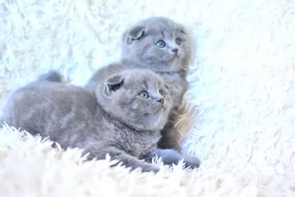 Muhteşem Top Kafa Gri Scottish Fold