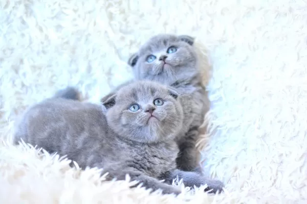 Muhteşem Top Kafa Gri Scottish Fold