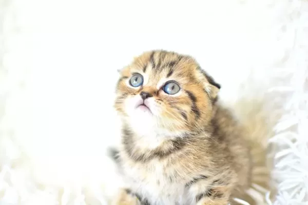 Top Kafa Ny24 Golden Scottish Fold