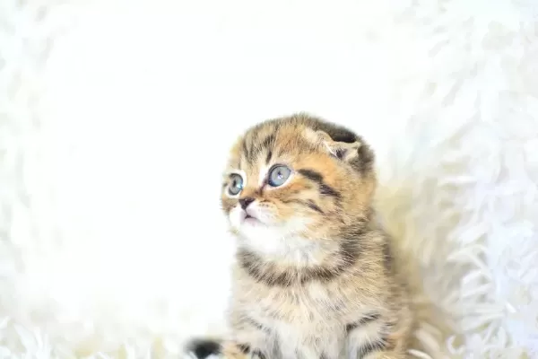 Top Kafa Ny24 Golden Scottish Fold