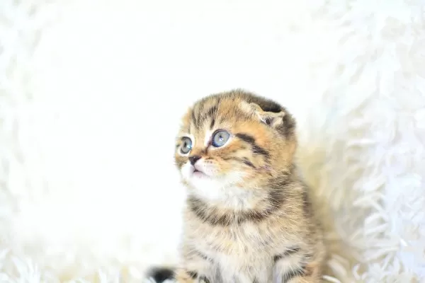 Top Kafa Ny24 Golden Scottish Fold