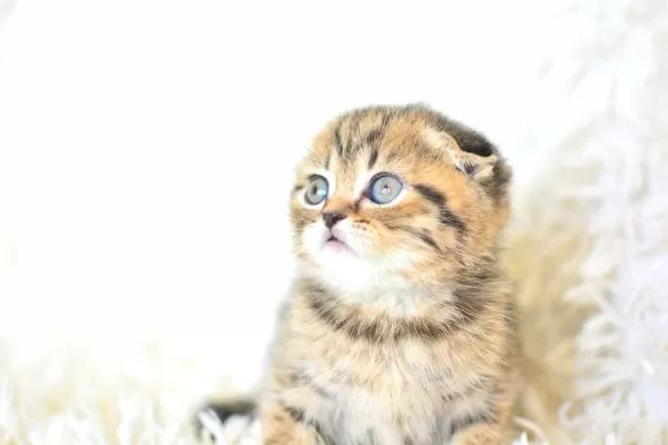 Top Kafa Ny24 Golden Scottish Fold