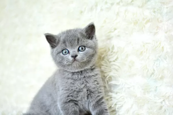 Muhteşem Güzel Gri British Shorthair Yavrumuz