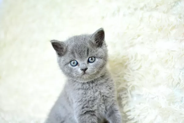 Muhteşem Güzel Gri British Shorthair Yavrumuz