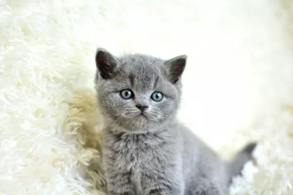 Muhteşem Güzel Gri British Shorthair Yavrumuz