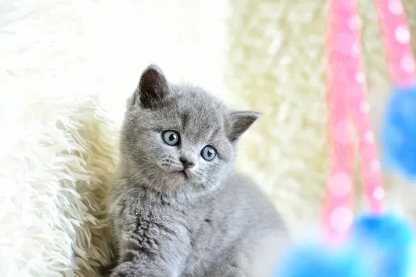 Muhteşem Yüz Hattına Sahip Gri British Shorthair