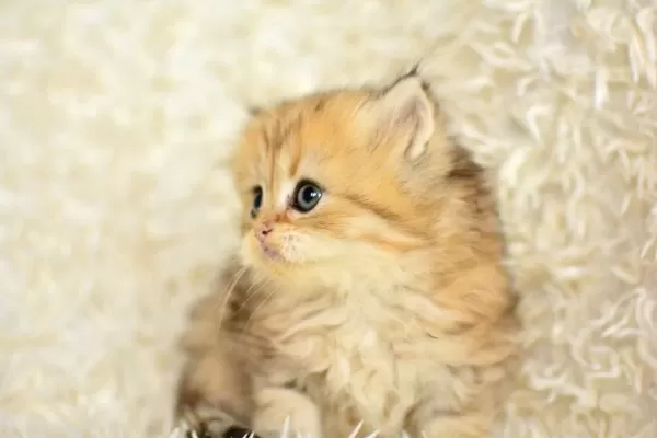Show Kalite Golden NY25 British Longhair