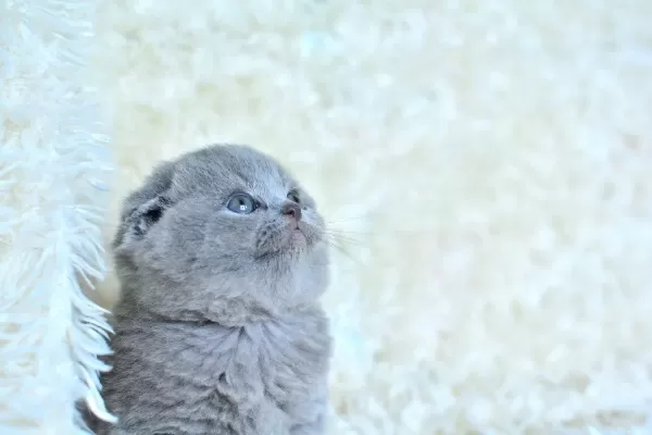 Muhteşem Top Kafa Gri Scottish Fold