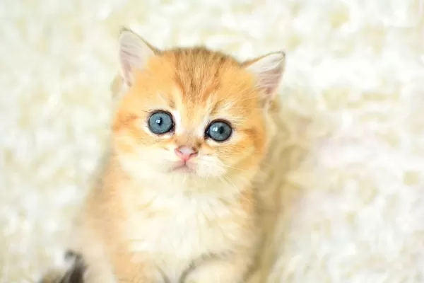 Şampiyon Soyundan Ny 11 Golden British Shorthair