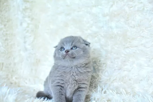 Muhteşem Top Kafa Gri Scottish Fold Yavrumuz