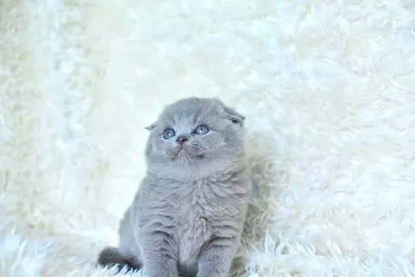 Muhteşem Top Kafa Gri Scottish Fold