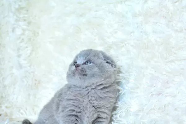 Muhteşem Top Kafa Gri Scottish Fold Yavrumuz
