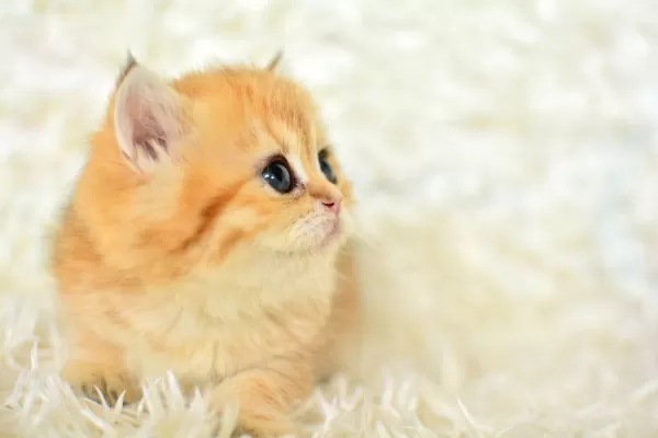 Golden Rengi En Güzel Tonu Ny11 British Shorthair
