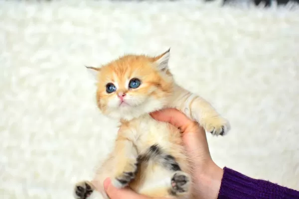 Şampiyonluk Soyundan Ny11 Golden British Shorthair