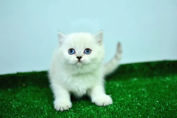 Mas Mavi Gözlü Muhteşem British Shorthair