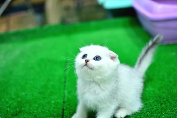 Yok Böyle Güzellikte Silver Scottish Fold